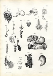 消化器、1863-79